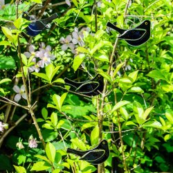 Glasfugl Solsort, han (10,5 x 4 cm)